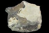 Hadrosaur (Edmontosaurus) Tibia Section - Montana #100817-1